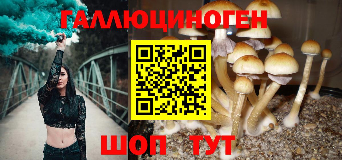 Псилоцибиновые грибы мицелий Солнечногорск